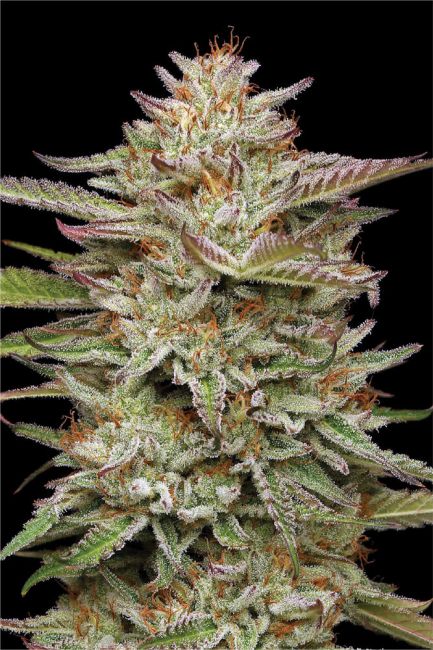 Banana OG Feminisiert Humboldt Seed Co.