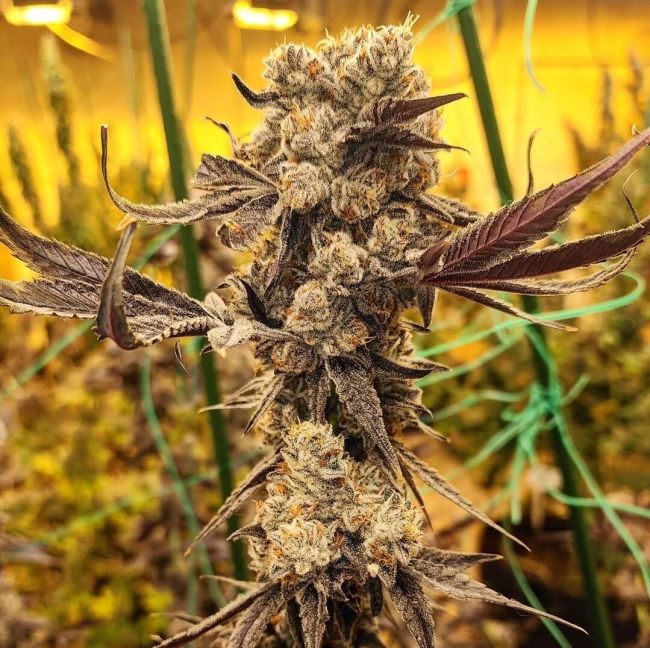Dip N Stax RBX1 Feminisiert Ethos Genetics Cannabis Samen süß cremig gasiges Aroma Premium US Genetik