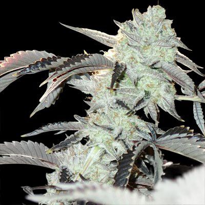 Frozen Gelato Feminisiert In House Genetics