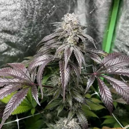Garlic Storm Feminisiert In House Genetics