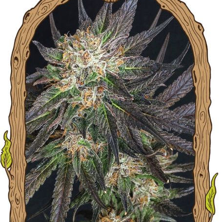 Georgia Cream Feminisiert Exotic Seeds