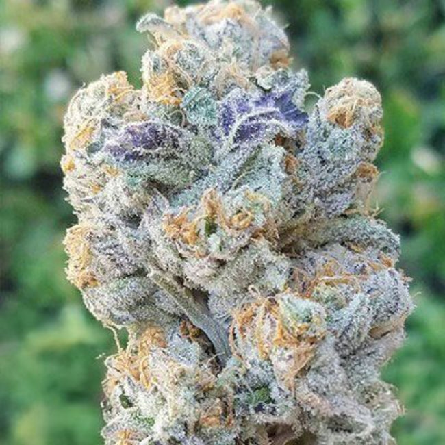 In House Genetics Slurricane Feminisiert