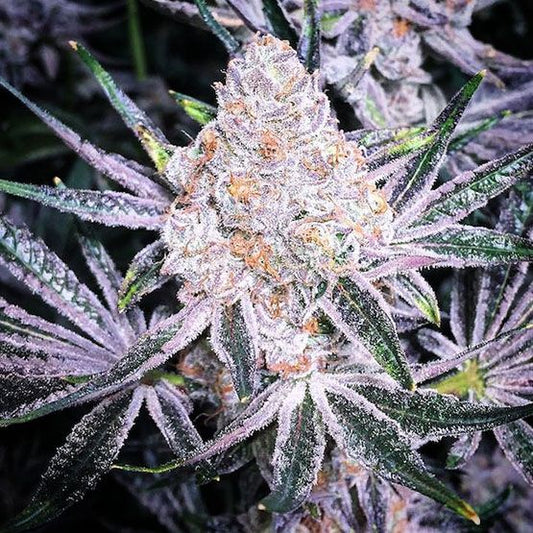 Purple Sunset Ethos - DreamSeedsGenetics