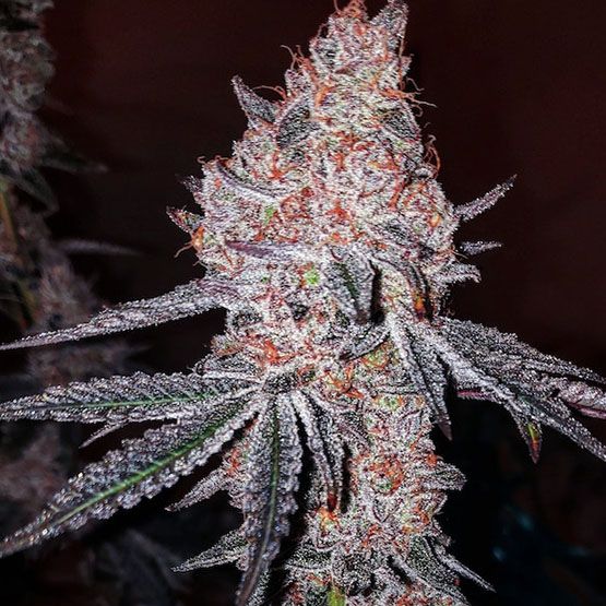 DreamSeedsGenetics