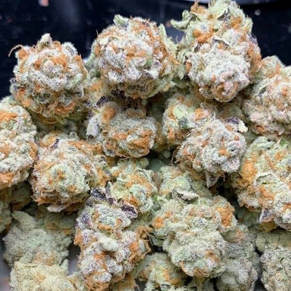DreamSeedsGenetics