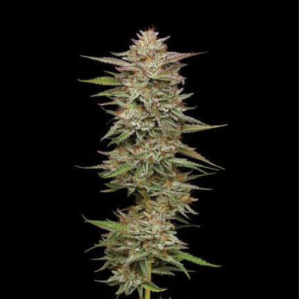 Banana OG Humboldt Cannabis Samen mit süßem Banana Aroma und OG Terpenprofil