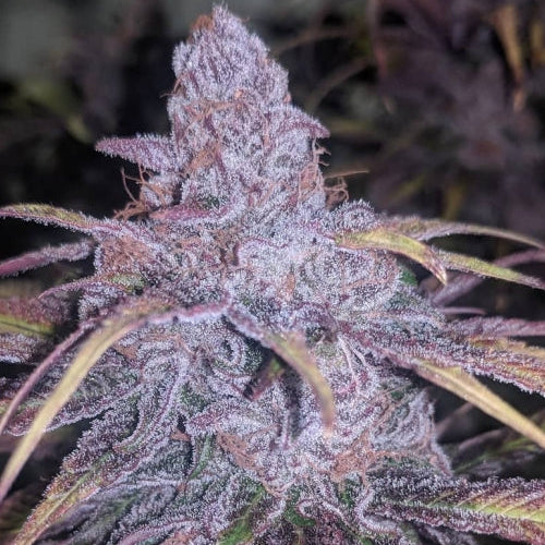 Black Cherry Punch Feminisiert In House Genetics