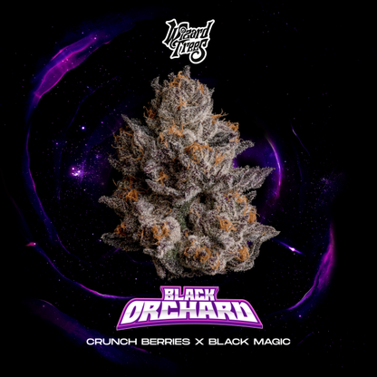 Black Orchard Feminisiert - Wizard Tree