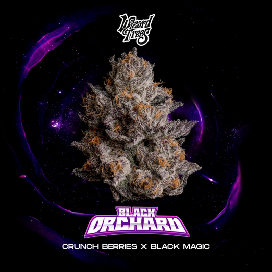 Black Orchard Feminisiert - Wizard Tree