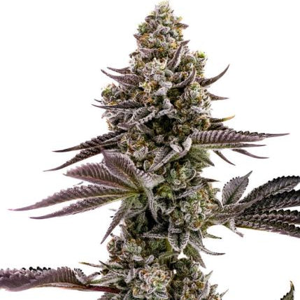 Blueberry Cupcake Humboldt Cannabis Samen süße Berry Dessert Genetik
