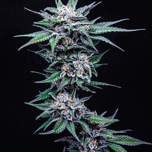 Blueberry Pancakes Humboldt Cannabis Samen süße Dessert Genetik