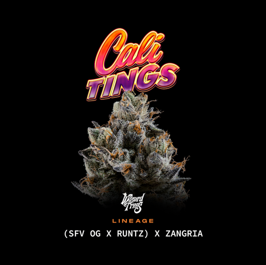 Cali Tings Feminisiert - Wizard Tree