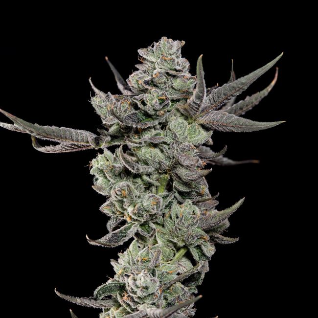 Cali Tings Feminisiert - Wizard Tree