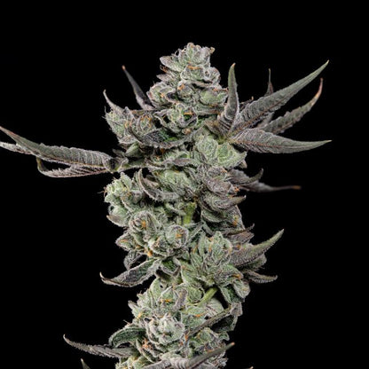 Cali Tings Feminisiert - Wizard Tree