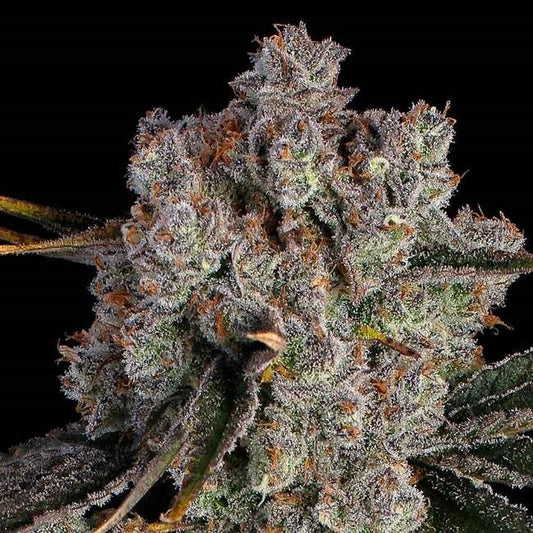 Candy Games Seeds feminisierte Cannabis Samen Happy Valley Genetics hoher THC Gehalt Indoor Outdoor Ertrag Premium Genetik