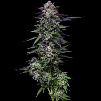 Candy Hustle Humboldt Seed Company Cannabis Samen süße Premium Genetik