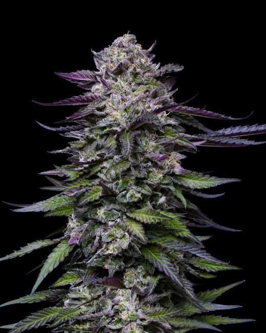 Candy Hustle Humboldt Seed Company Cannabis Samen süße Premium Genetik