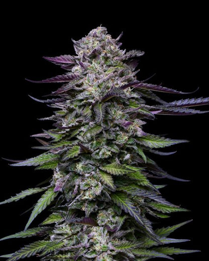 Candy Hustle Humboldt Seed Company Cannabis Samen süße Premium Genetik