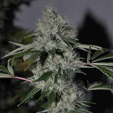 Chem 4 OG Feminisiert Cali Connection