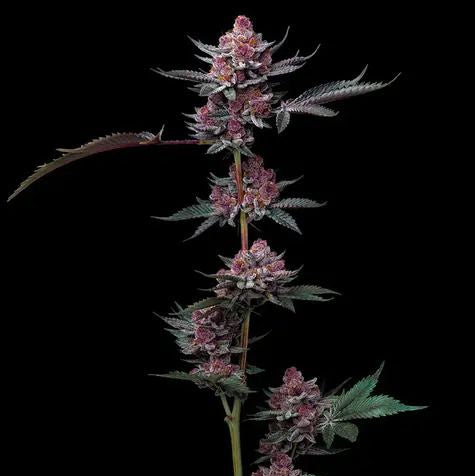 Cherry Popper Seeds feminisierte Cannabis Samen Barneys Farm hoher THC Gehalt Cherry Aroma Indoor Outdoor Ertrag Premium Genetik