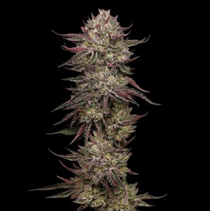 Chicken & Wafflez Humboldt Cannabis Samen Dessert Genetik Premium Strain