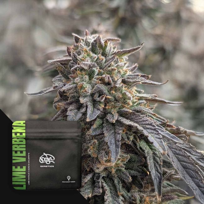 Doja - Lime Verbena Feminisert