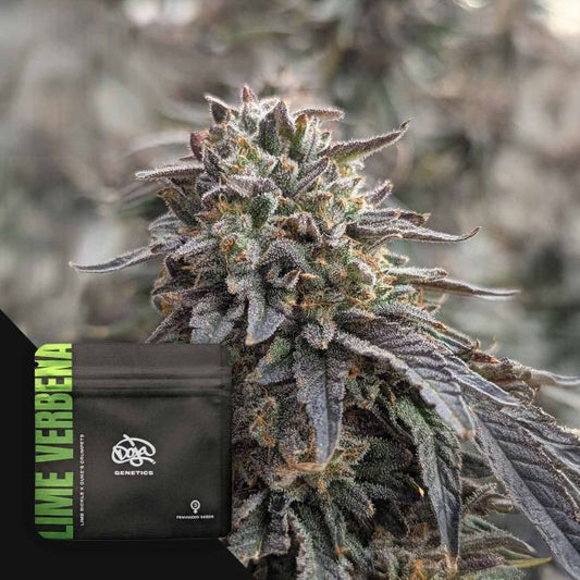 Doja - Lime Verbena Feminisert