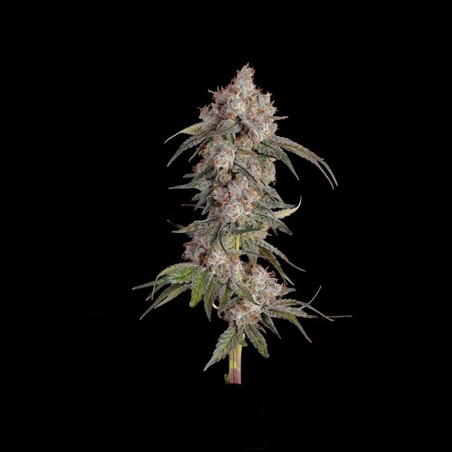 Game Over feminisierte Cannabis Samen Happy Valley Genetics Premium Genetik hoher THC Ertrag Indoor Outdoor Grow