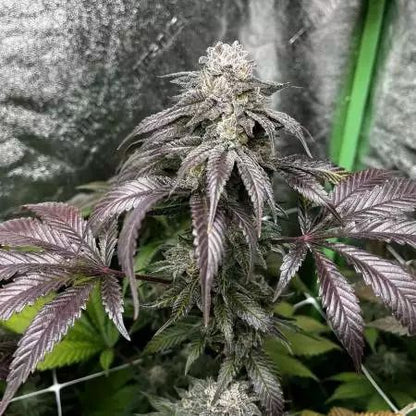 Garlic Storm Feminisiert In House Genetics