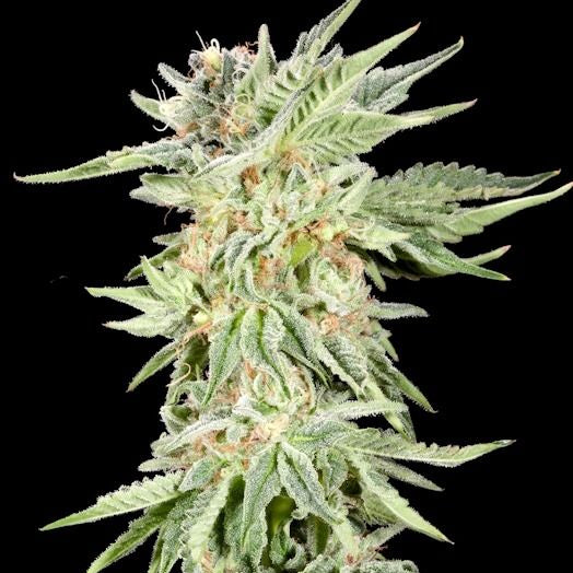 Gelato Sundae Feminisiert Elev8 Seeds