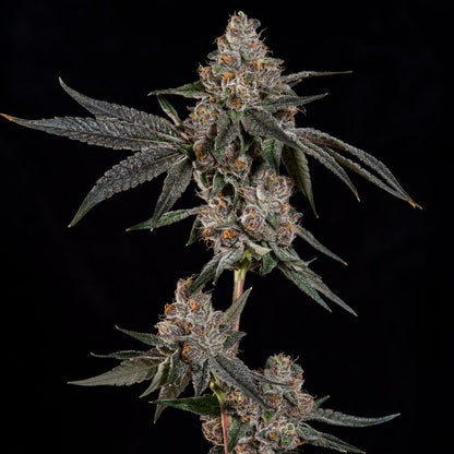 Grand Prixx Feminisiert - Wizard Tree