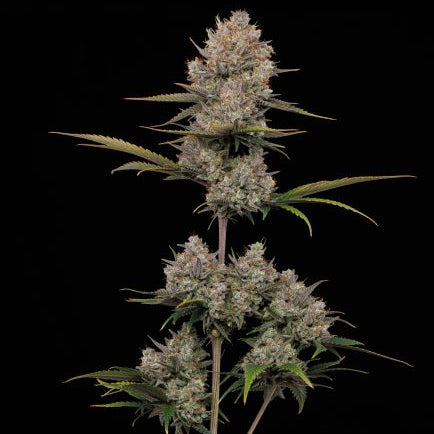 Hella Jelly Automatic Humboldt Cannabis Samen autoflower fruchtige Premium Genetik
