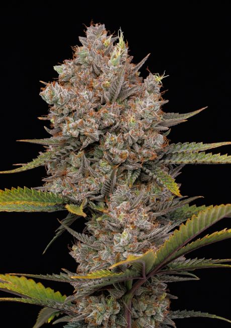 Hella Jelly Automatic Humboldt Cannabis Samen autoflower fruchtige Premium Genetik