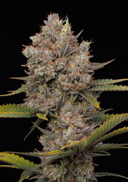 Hella Jelly Automatic Humboldt Cannabis Samen autoflower fruchtige Premium Genetik