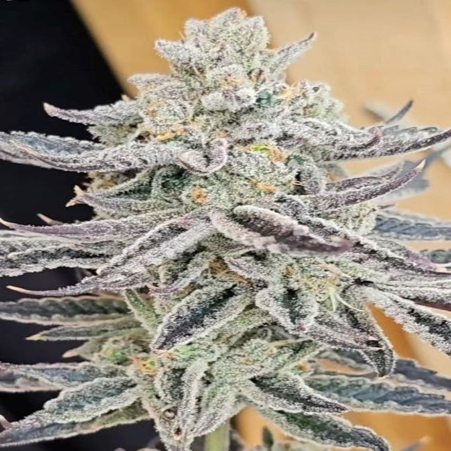 In House Genetics - Platinum Zushi Feminisiert