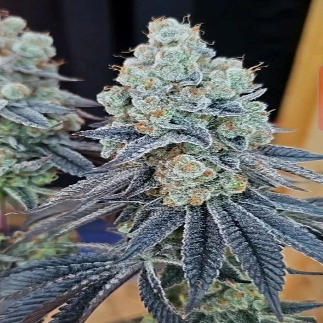 In House Genetics - Sugar Cane v3 Feminisiert