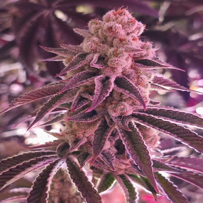In House Genetics - Platinum Dosha Feminisiert