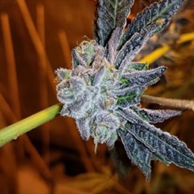 In House Genetics Platinum Purple Candy Feminisiert