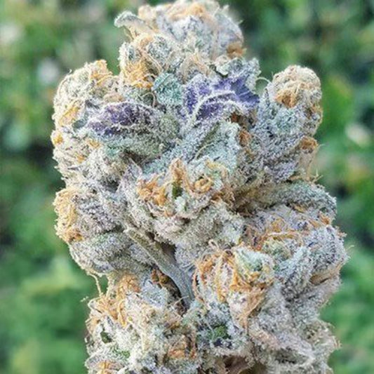 In House Genetics Slurricane Feminisiert