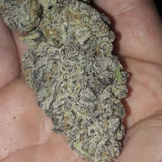 In House Genetics - Zurple Punch BX Feminisiert
