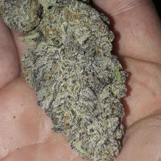In House Genetics - Zurple Punch BX Feminisiert