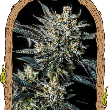 Jelly Bananas Automatic Exotic Genetix autoflower Cannabis Samen fruchtige Genetik