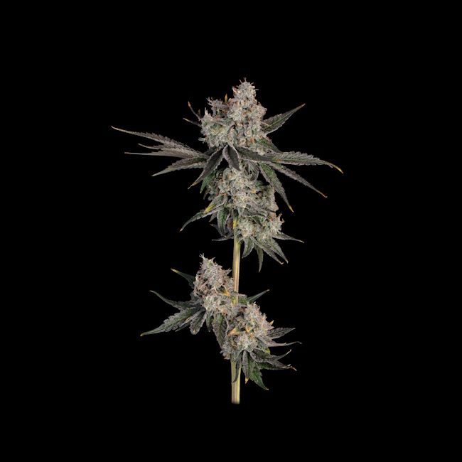 Knockout feminisierte Cannabis Samen Happy Valley Genetics hochwertige Premium Genetik Indoor Outdoor hoher THC Ertrag