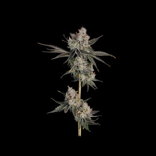Knockout feminisierte Cannabis Samen Happy Valley Genetics hochwertige Premium Genetik Indoor Outdoor hoher THC Ertrag