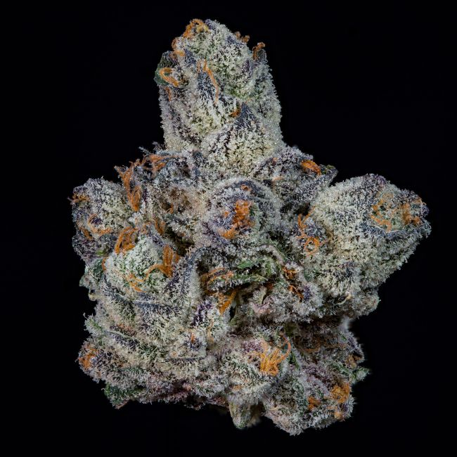 Lemon Fever Feminisiert - Wizard Tree
