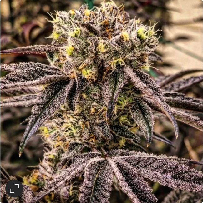 M.C. Nuggets R1 Feminisiert Ethos Genetics Cannabis Samen mit süß cremigem gasigem Aroma Premium US Genetik