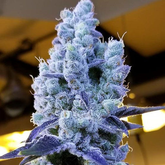 Mandarin Cookies V2 Seeds feminisierte Cannabis Samen Ethos Genetics hoher THC Gehalt Zitrus Aroma Indoor Outdoor Ertrag Premium Genetik