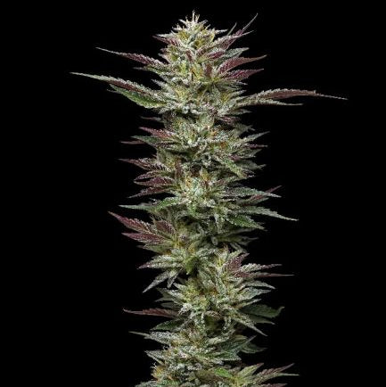 Nutter Budder Feminisiert Humboldt Seed Co Cannabis Samen nussig cremiger süßer Geschmack Premium US Genetik