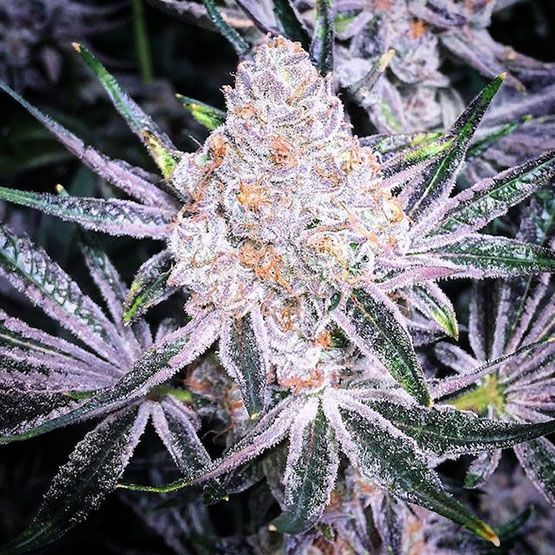 Purple Sunset RBX2 Feminisiert - Ethos