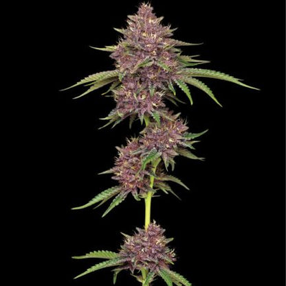 Purpz Humboldt Seed Company Cannabis Samen fruchtige Premium Genetik